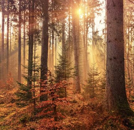 Trees in autumn colors, light filtering trough the leaves