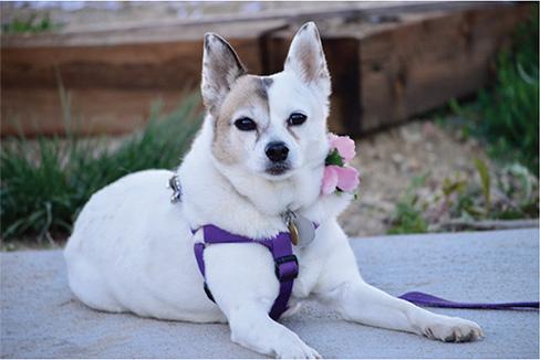Image of a dog